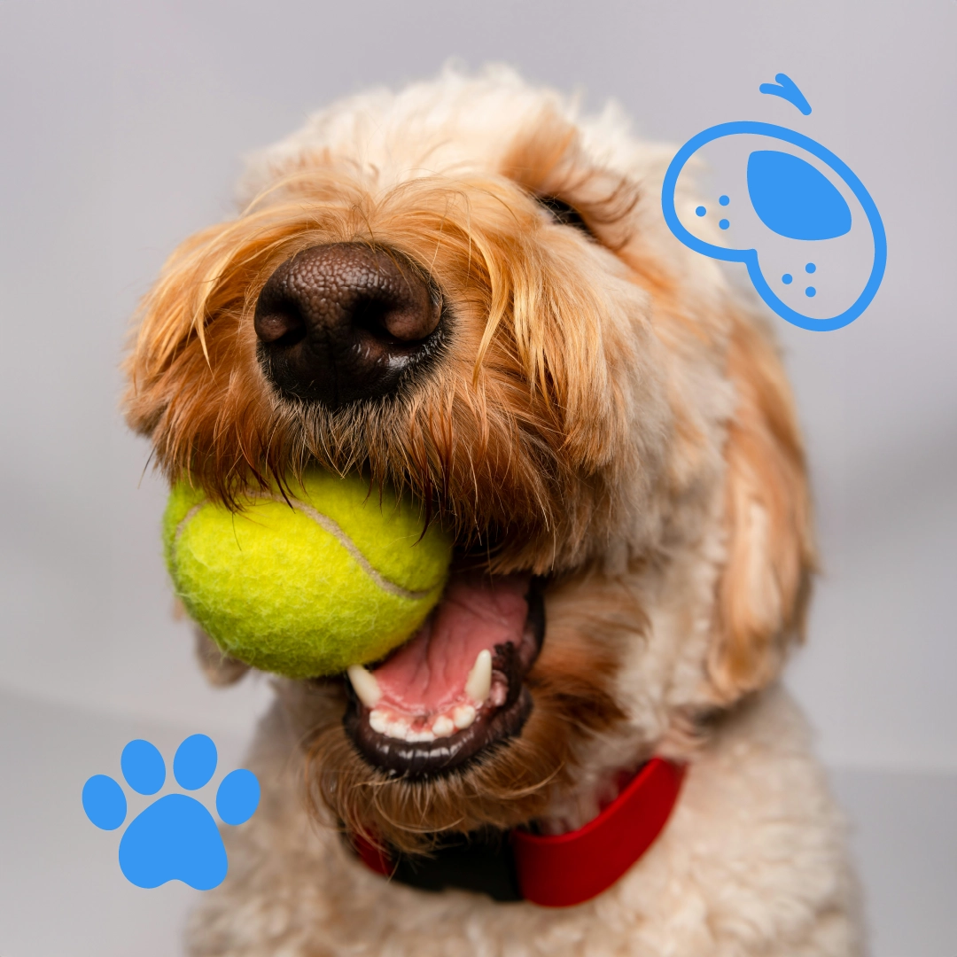 pawscape dog 2
