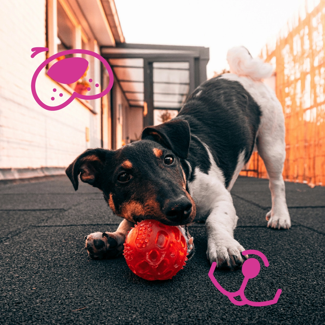 pawscape dog 1